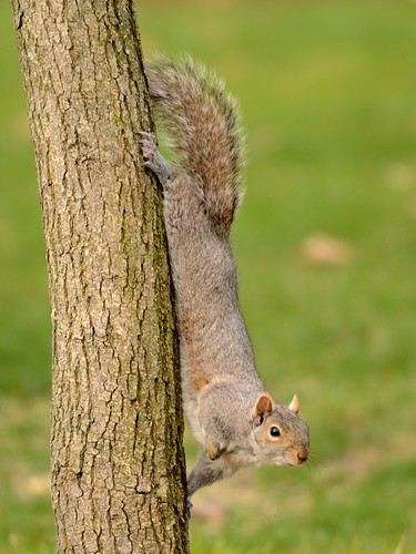 Squirrel | by DevilDucMike