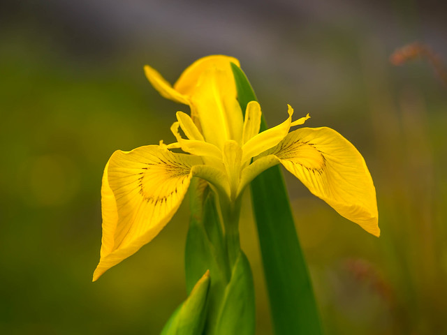 Yellow Flag Irises, Isle of Arran