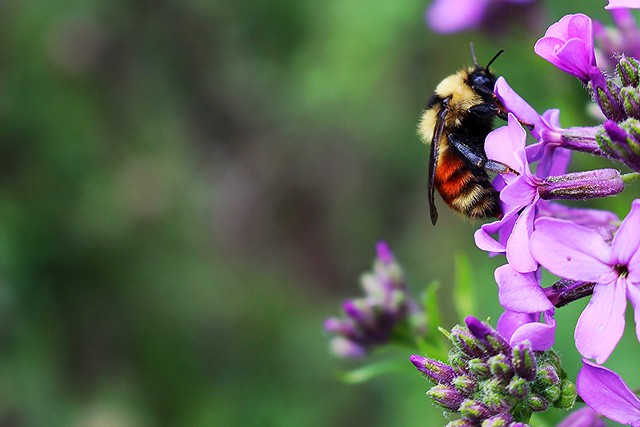 Bumblebee - bombus ternarius