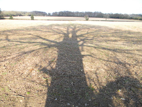 Tree shadow Chesham to Great Missenden