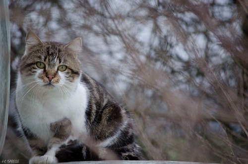 chat | by J-C Isabelle