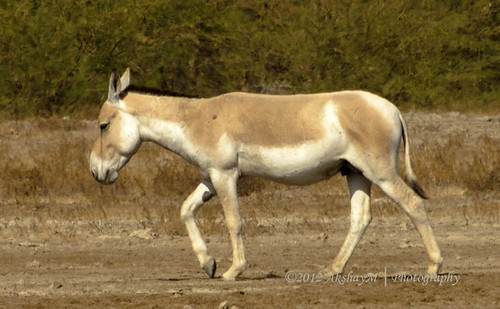 Wild ASS | by $hutterBug<>er
