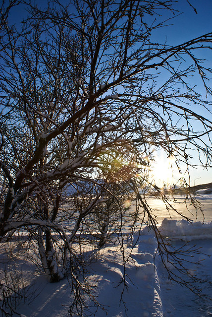 Winter sun through the tree.