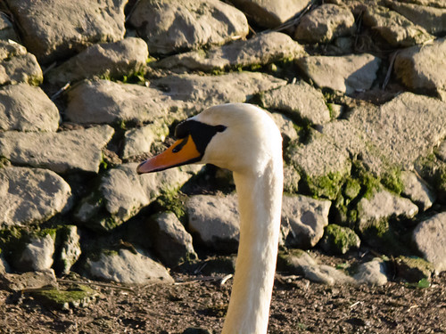 Swan's head