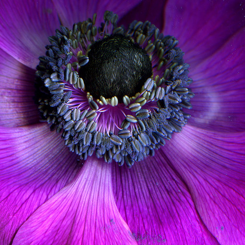 THE MAUVE ANEMONE de CAEN with THE BEAUTIFUL POLLEN DUSTED HEART... by magda indigo