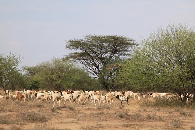 Goat s and Sheep Herding Karo Tribe Omo Valley Savannah Ethiopia  Horn of Africa