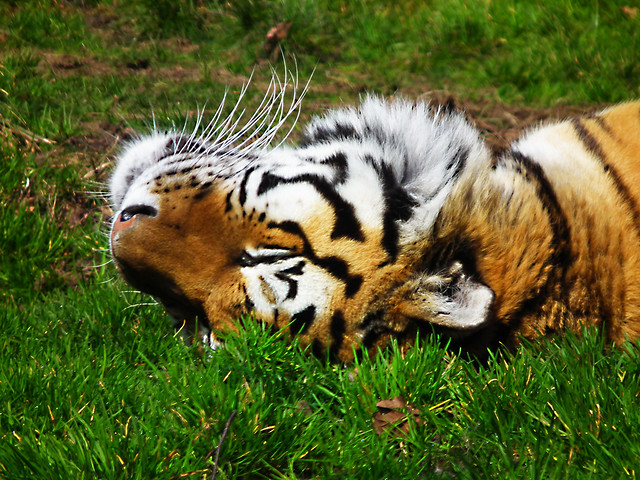 Siberian Amur Tiger - Panthera Tigris Altaica