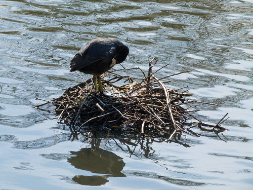 Coot on a nest