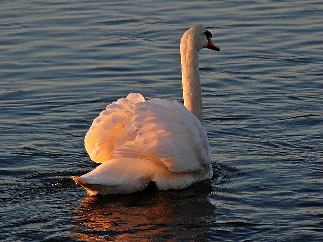 Sunset Swan