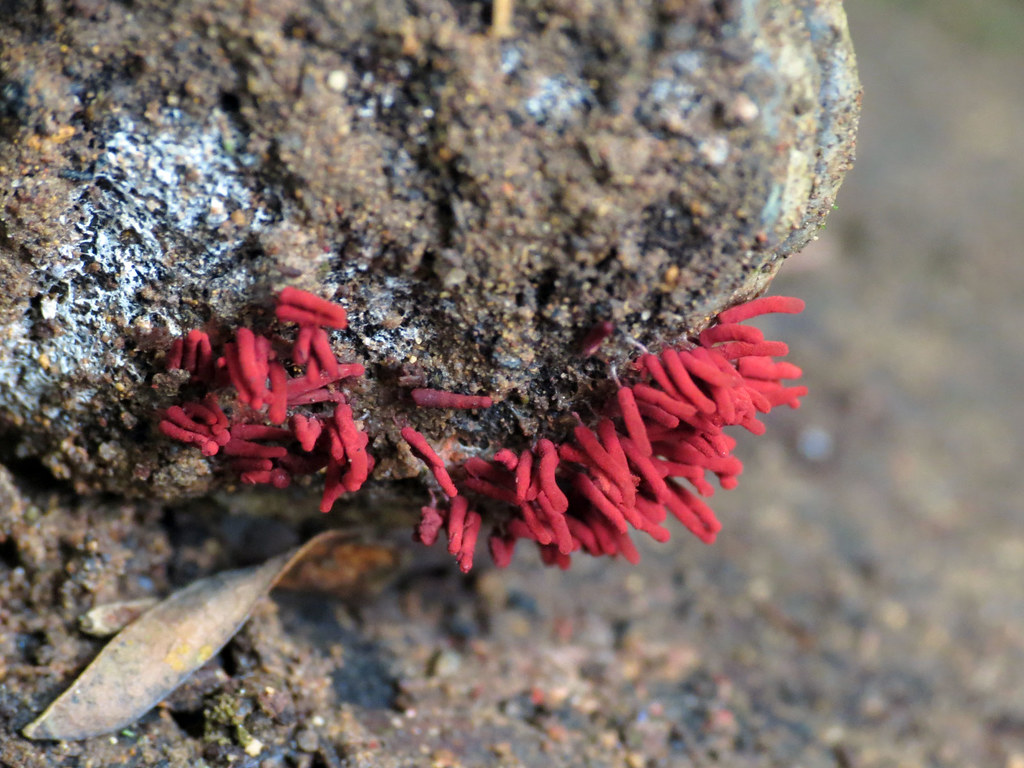 Red Slime Mould
