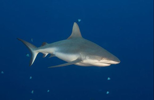 MIcronesia - Palau