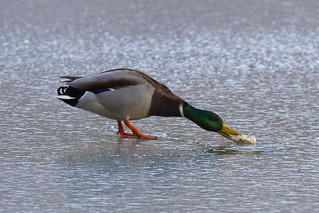 Mallard duck eating bread | by Pierre-Selim