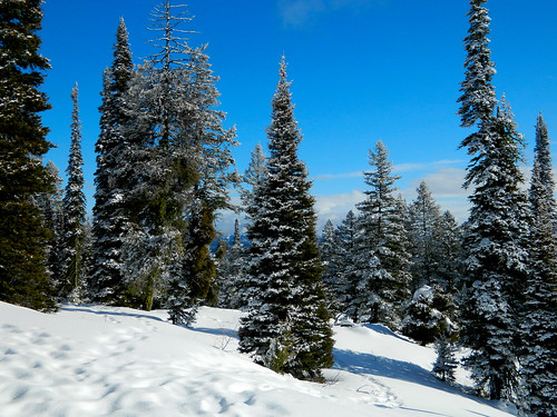 trees winter snow mountains nature forest snowshoe landscapes hiking idaho pines wilderness boisenationalforest