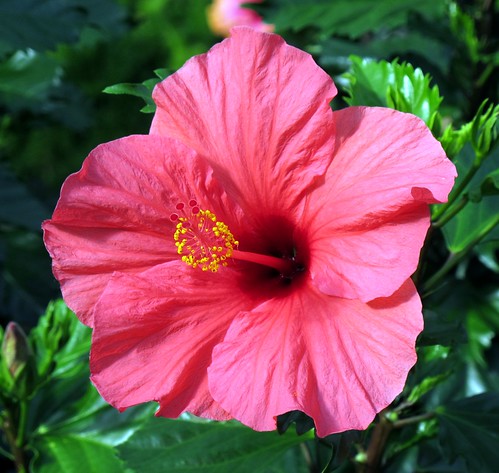 Hibiscus, Longwood Gardens Conservatory IMG_4140 | We visite… | Flickr