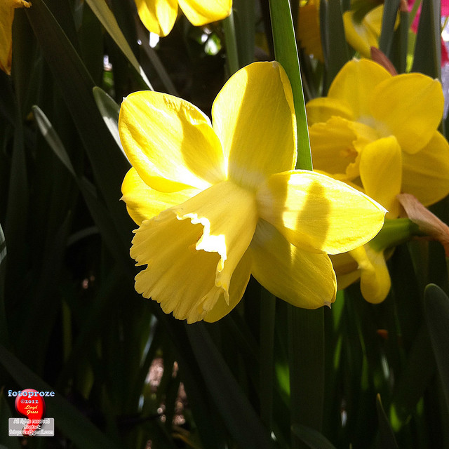 Westmount Annual Spring Flower Exhibition iPh20120413 005