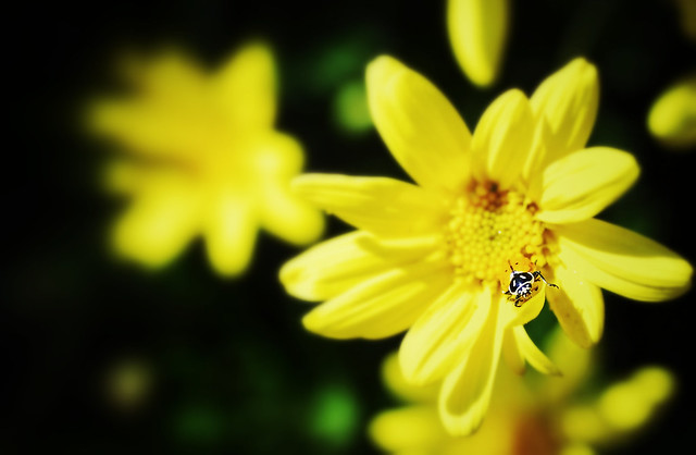 Ladybug | Wild Flower | Macro | Center Focus