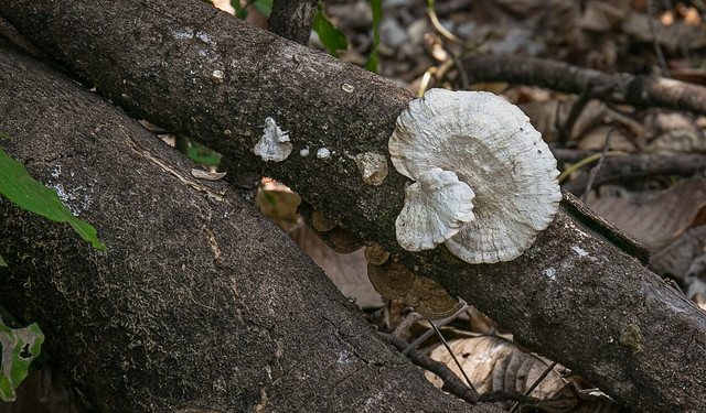 Tree Bark Mushrooms