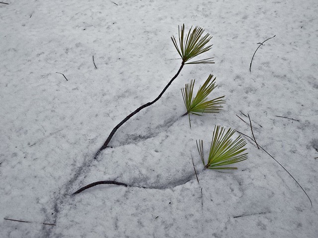 pine branch in the snow