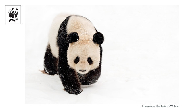 WWF-Canon Pic of the Week #01 - Giant Panda
