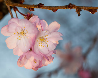 Sunrise Cherry Blossom