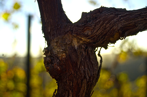 wood plant sunrise photography vineyard wine vine bark barossa shutterbug tomskinner