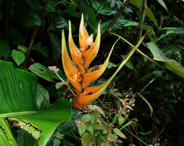 Heliconia species---2nd of 2 photos
