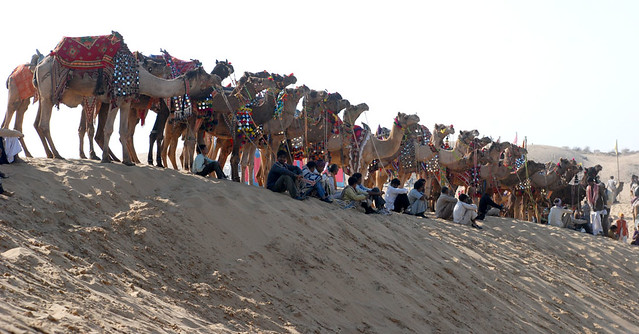 Bikaner Camel Festival Celebrations
