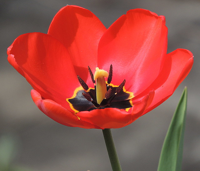 the first tulip into my garden