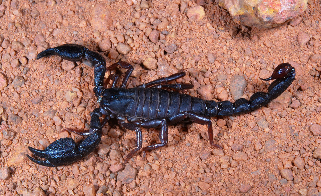 Black scorpion (Brotheas sp, Chactidae), Guyana | Art | Flickr