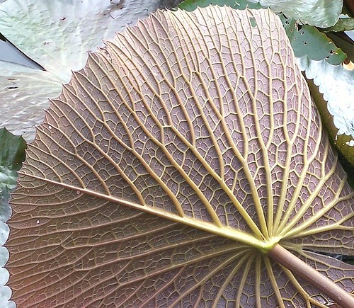 leaf waterlily veins nymphaea reticulatevenation vogonpoetry