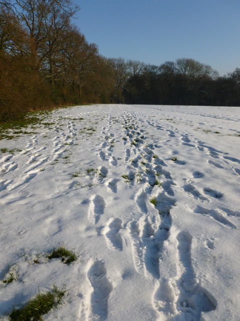 Tracks of the faster walkers 