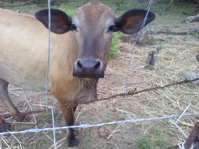 Saipanese Cow