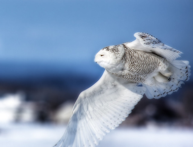 Harfang des neiges en vol - Snowy owl in flight
