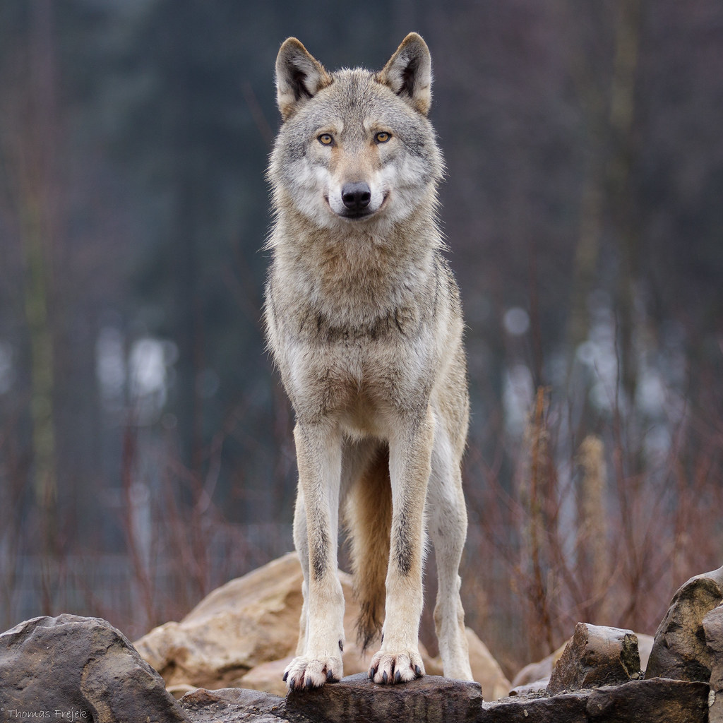 The lone wolf | ...für Sabinche ;-) | Thomas Frejek | Flickr