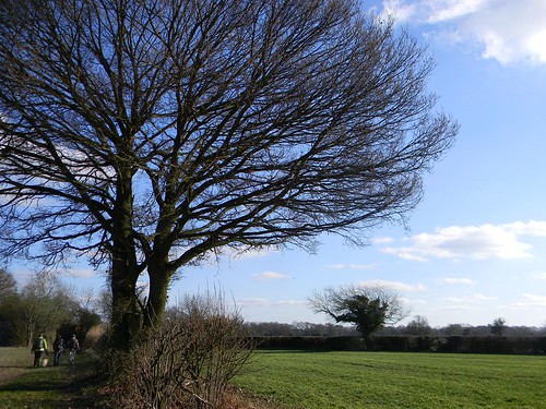 Imposing tree Chesham to Great Missenden