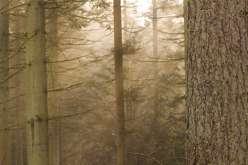 morning trees mist fog forest sunrise canon woodland eos woods zoom foggy telephoto 7d ash 70300mm tamron longleat warminster tamronaf70300mmf456dildmacro12 canoneos7d