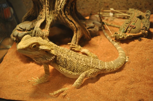 Jed the bearded dragon.