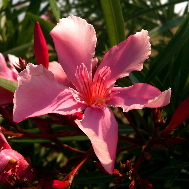 oleander