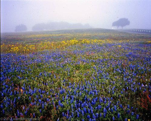 flower 120 mamiya film fog mediumformat geotagged texas bluebonnet 6x7 wildflower filmscan indianpaintbrush texaswildflowers mamiya7ii austincounty geo:lat=29972884 geo:lon=9648471