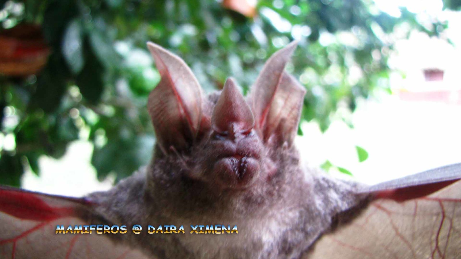 Black And White Bat Species