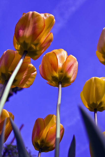 tulips 12