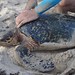 La gent de TAMAR es dedica a protegir i estudiar les tortugues