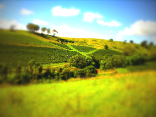 sky cloud green miniature vineyard perfect flickr wine harvest himmel wolke bluesky huntervalley iphone tiltshift tallavera tallaveragrove