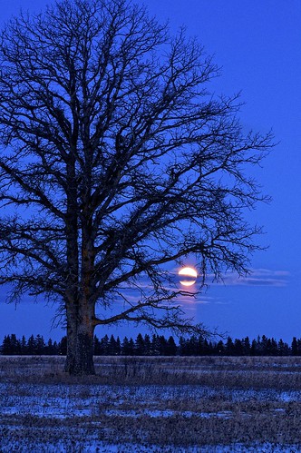 winter usa tree field silhouette night clouds landscape michigan farm fullmoon moonrise i75 rudyard northernmichigan chippewacounty m48 upperpeninsular centerlineroad