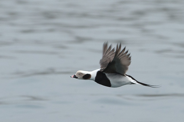 Long Tailed Duck in Flight