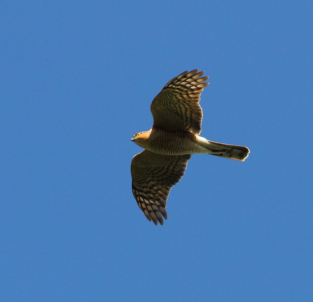 Sparrowhawk (Accipiter nisus) - Sequence