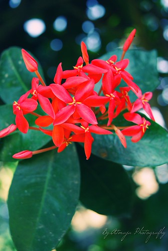 bunga .... | by Atmaja Photography ( Budy wiraatmaja )