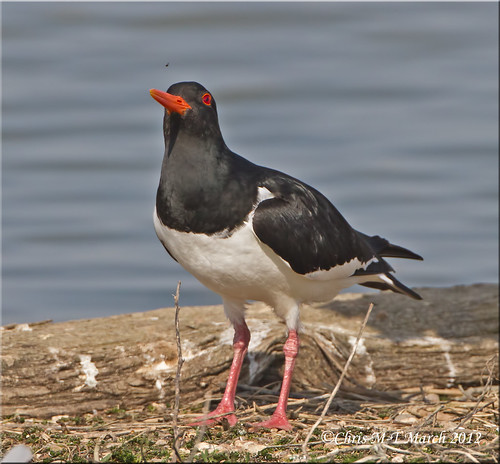 Oystercatcher _ (Haematopus ostralegus) (C) Something overhead-just a fly! by Chris(C) & Sue (S) M-T