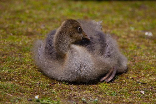 Flexiblity: gosling preening