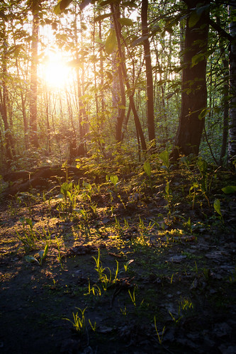 trees sunset sun green nature grass forest 35mm suomi finland amazing nikon view photoshoot f18g d3100